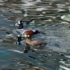 Harlequin duck in Rausu, Japan.