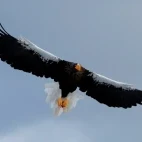 Steller's sea eagle in Rausu, Japan.