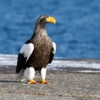 Steller's sea eagle in Rausu, Japan.