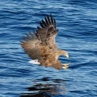 White-tailed eagle in Rausu, Japan.