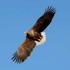White-tailed eagle in Rausu, Japan.