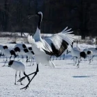 Red-crowned crane in Japan.