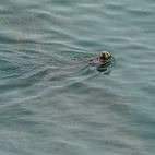 Sea otter in Japan