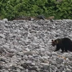 Ezo brown bear in Shiretoko, Hokkaido, Japan.