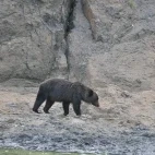 Ezo brown bear in Shiretoko, Hokkaido, Japan.