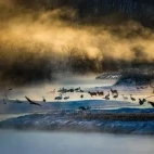 Sika deer & Japanese cranes in Japan.