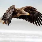 White-tailed sea eagle in Japan.