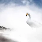 Whooper swan in Japan.
