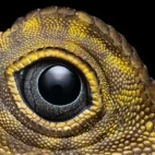 Anglehead lizard in Borneo.