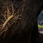Cave centipede in Borneo.