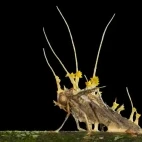 Cordyceps fungi in a moth, Borneo.