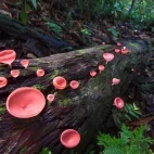 Cup fungi in Borneo.