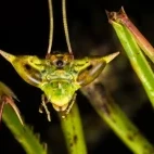 Dragon mantis in Borneo.