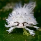 Flatid planthopper nymph in Borneo.