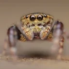Jumping spider in the Kinabatangan River, Borneo.