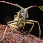 Longhorn beetle in Borneo.