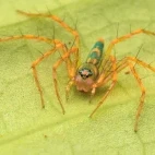 Lynx spider in the Danum Valley, Borneo.