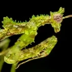 Moss mantis in Borneo.