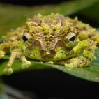 Mossy tree frog in Borneo.