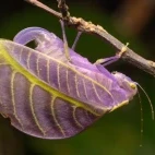 Purple morph leaf-legged katydid in Borneo.