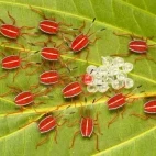 'Safety in numbers'.