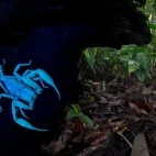 Black forest scorpion under UV light, in Borneo.