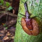 Violin beetle in Borneo.