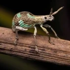 Weevil beetle in Borneo.