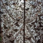 Insects found whilst moth trapping at Trus Madi Entomology Camp, Borneo