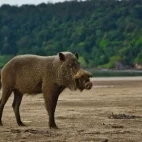A Bornean bearded pig in Bako National Park, near Kuching, Borneo