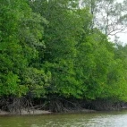 Mangroves in Kuching, Borneo