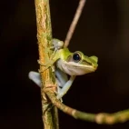 Nocturnal tree frog in Bako National Park, near Kuching, Borneo