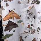 Insects found whilst moth trapping at Trus Madi Entomology Camp, Borneo