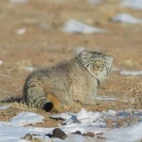 Pallas's cat in Mongolia.
