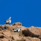Altai snowcocks in Mongolia.