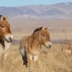 Przewalksi's horse in Mongolia.