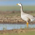 A bar-headed goose in Mongolia.