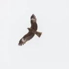 Black kite in flight, Mongolia.