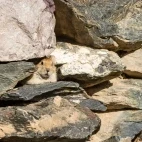 A ground squirrel in Mongolia.