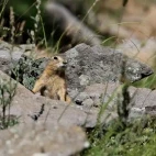 A ground squirrel in Mongolia.