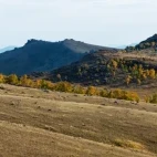 Birch trees in Hustai National Park, Mongolia