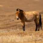 Przewalski's horse in Hustai National Park, Mongolia