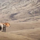 Przewalski's horse in Hustai National Park, Mongolia