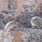A pair of snow leopards in Mongolia.