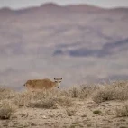 A saiga in Mongolia.