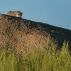 Pallas's cat in Mongolia.