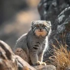 A Pallas's cat in Mongolia.