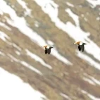 Two ruddy shelduck in flight, in Mongolia.