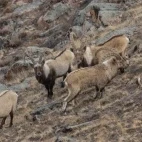Group of Siberian ibex, in Mongolia.