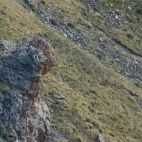 Snow leopard camouflaged against in the Mongolian landscape.